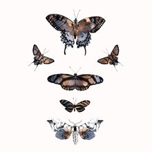 Load image into Gallery viewer, Moth Decal Set of 6
