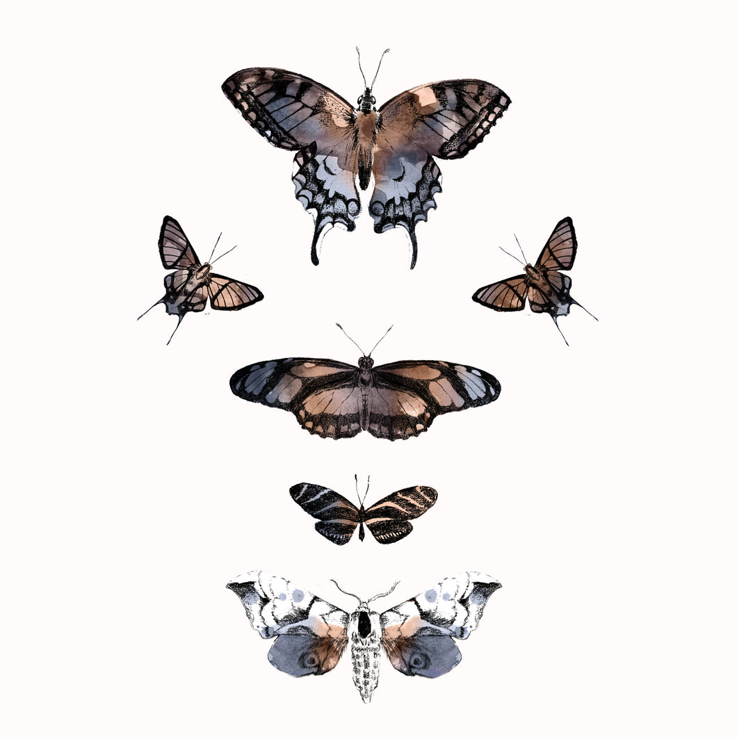 Moth Decal Set of 6